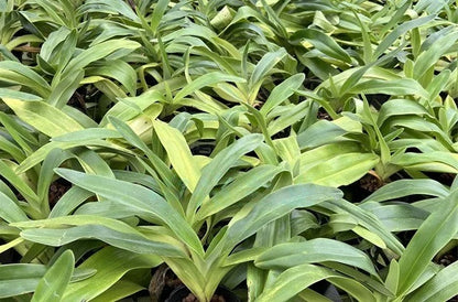 Paphiopedilum kolopakingii