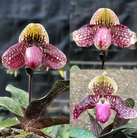 Paphiopedilum lliemianum x leucochilum