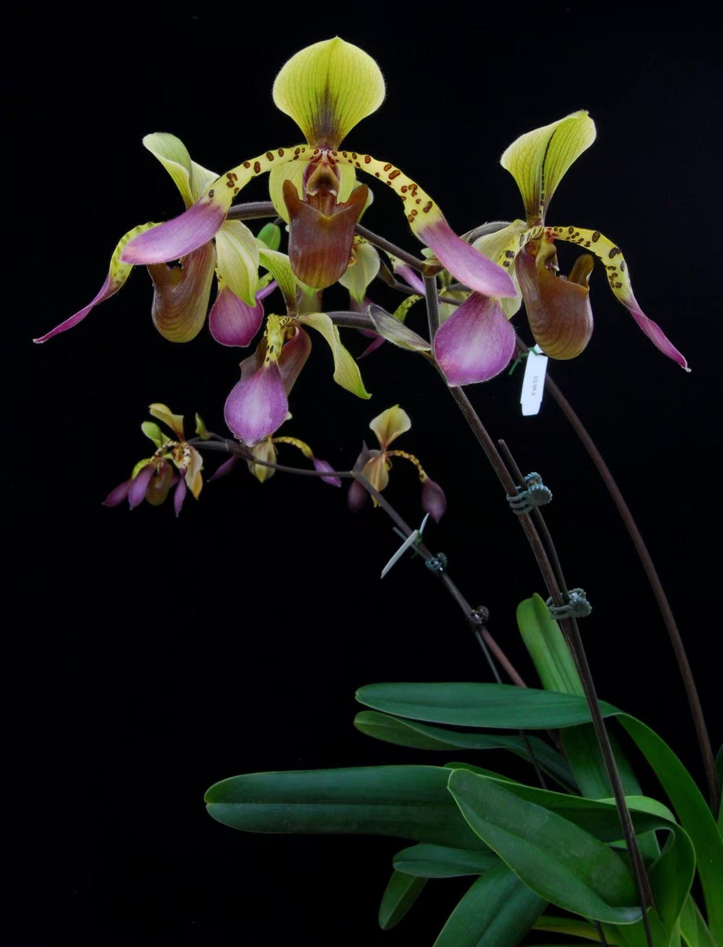 Paphiopedilum lowii