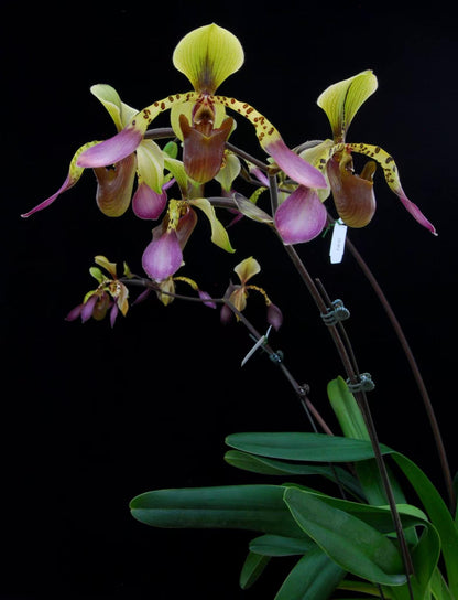Paphiopedilum lowii