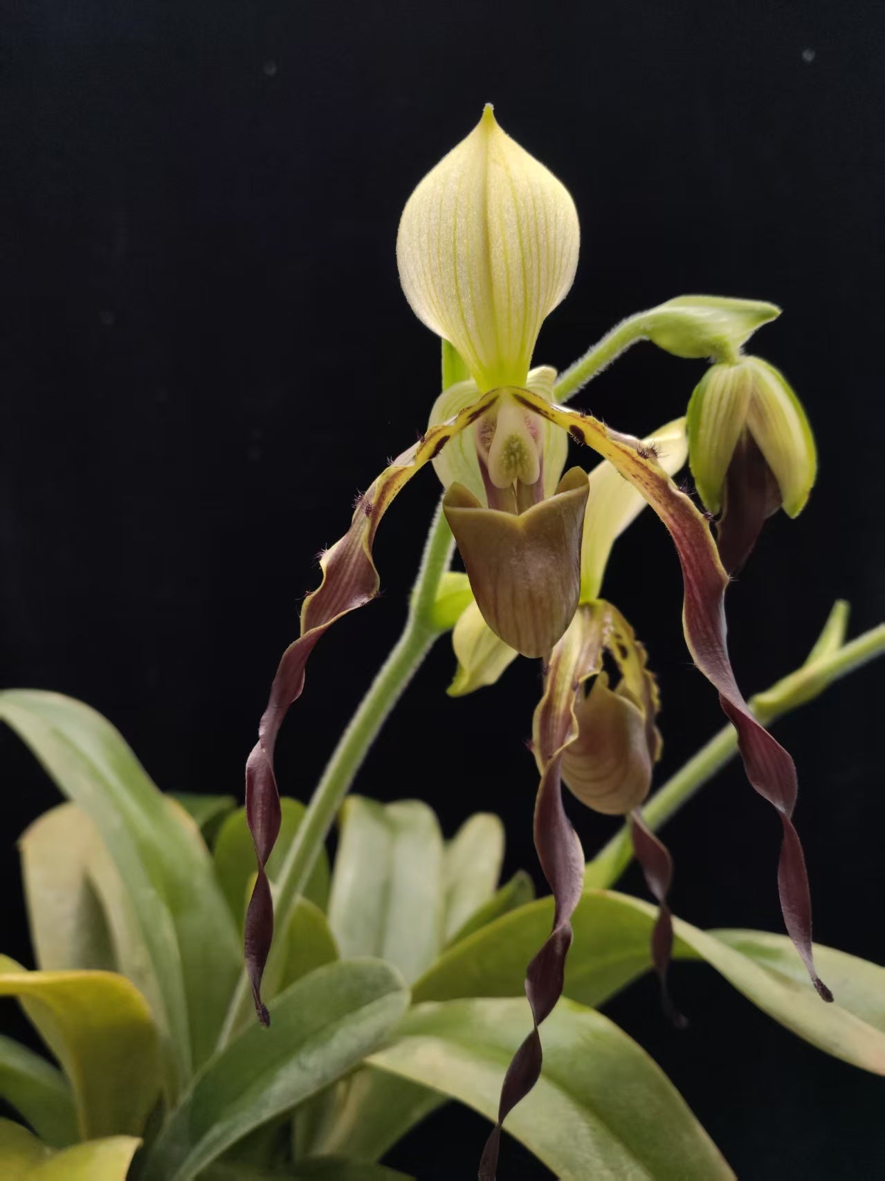 Paphiopedilum parishii