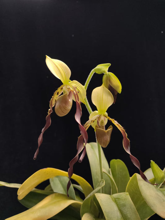 Paphiopedilum parishii