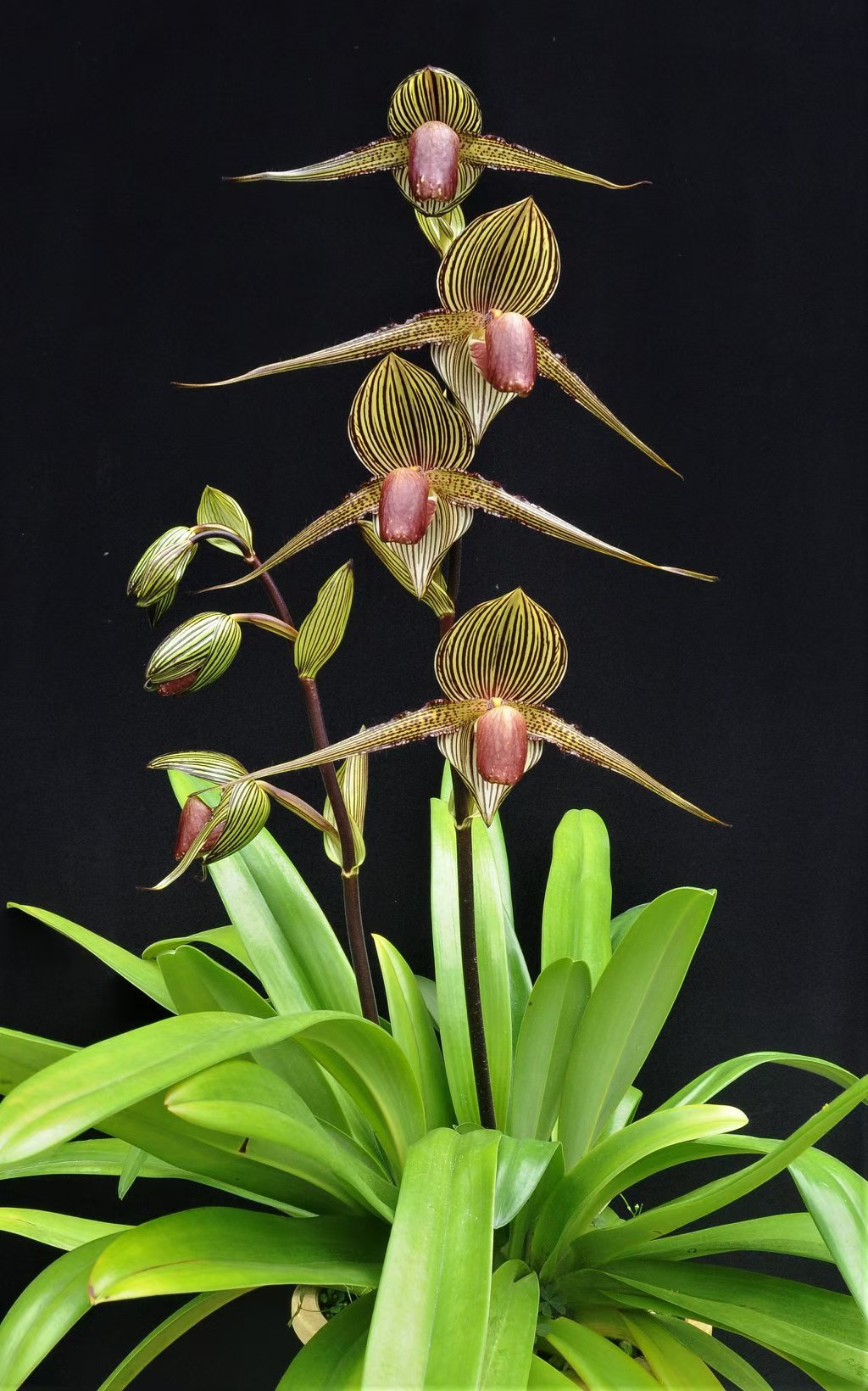Paphiopedilum rothschildianum