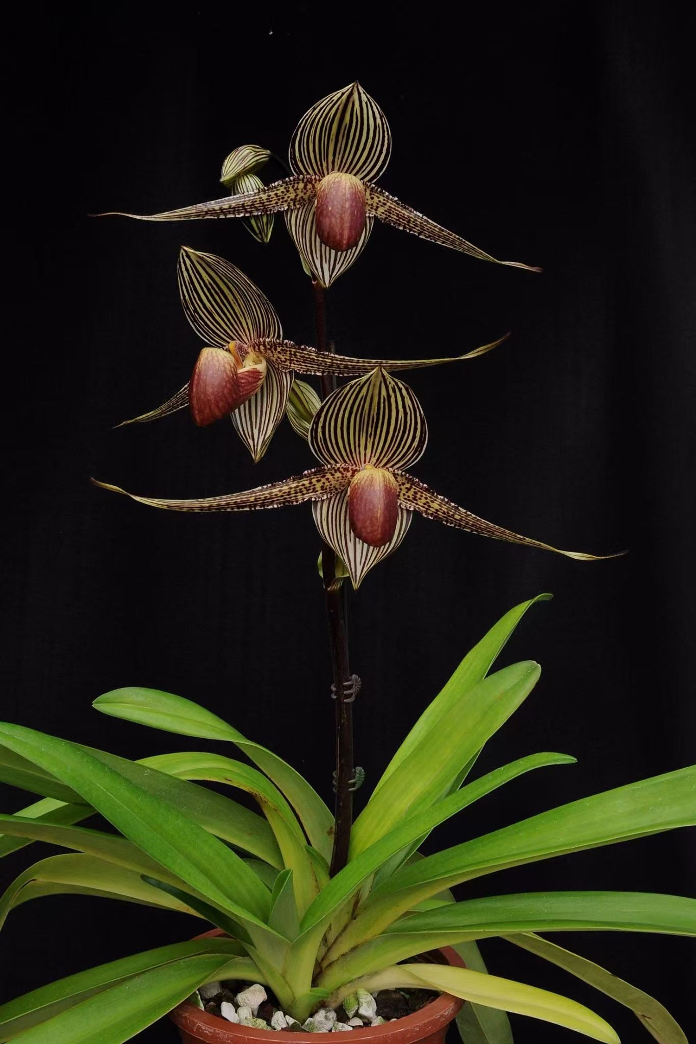 Paphiopedilum rothschildianum