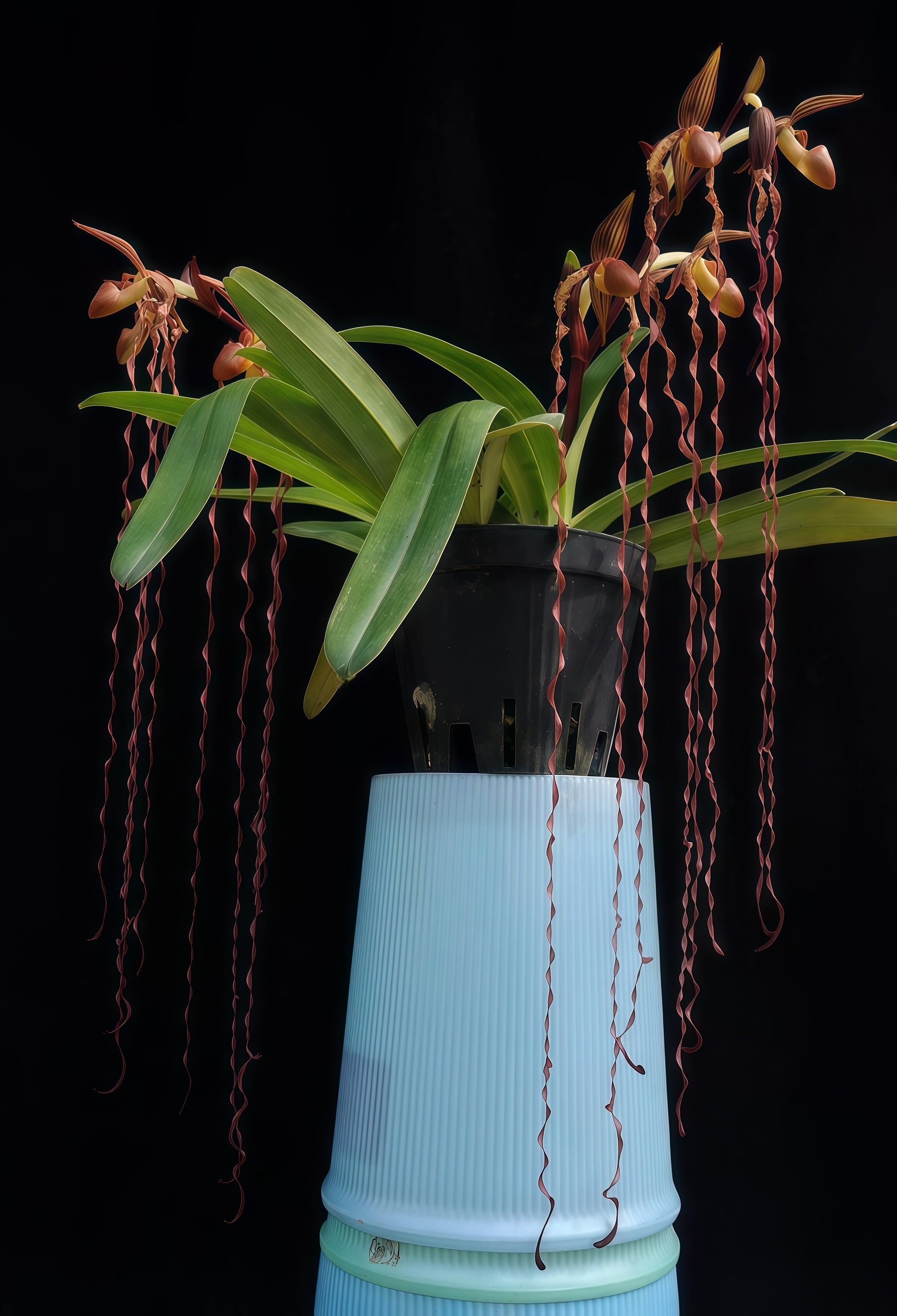 Paphiopedilum sanderianum – Hengduan Biotechnology