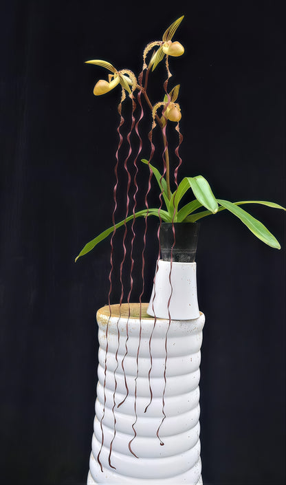 Paphiopedilum sanderianum