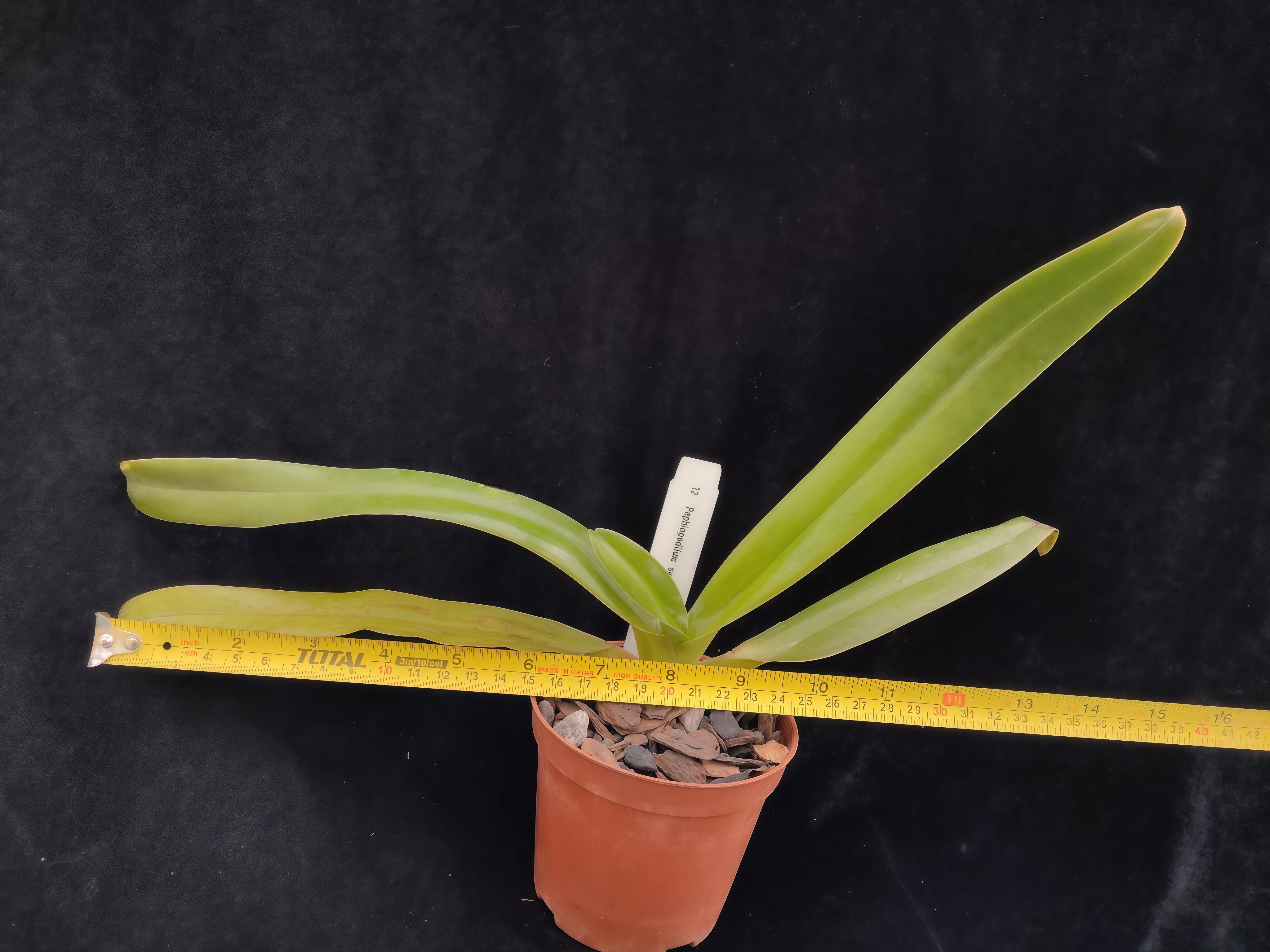 Paphiopedilum sanderianum – Hengduan Biotechnology
