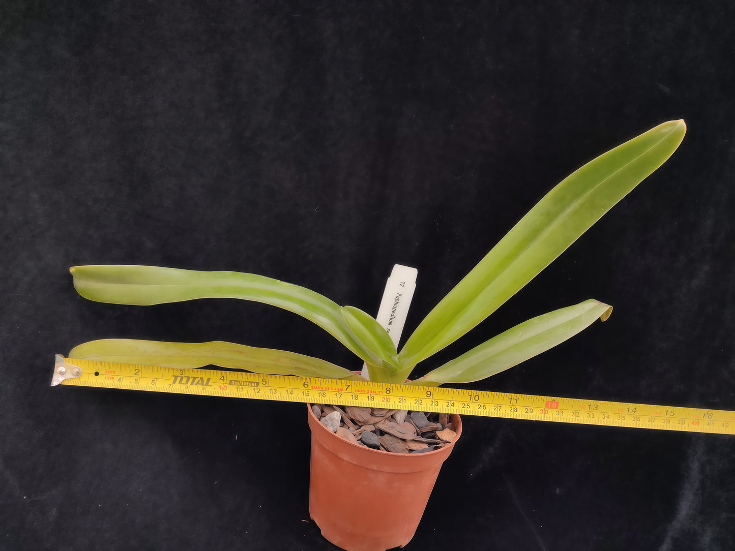 Paphiopedilum sanderianum
