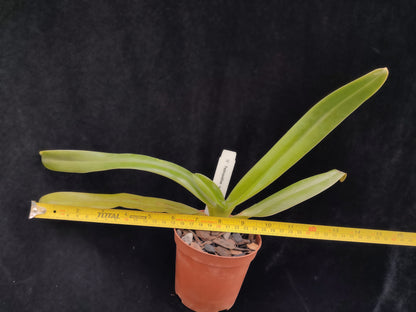 Paphiopedilum sanderianum