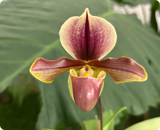 Paphiopedilum spicerianum x villosum
