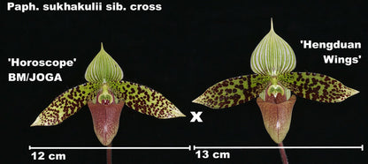 Paphiopedilum sukhakulii Dark