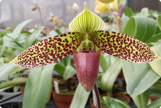 Paphiopedilum sukhakulii Dark
