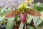 Paphiopedilum sukhakulii Dark