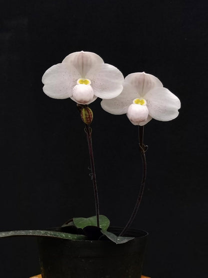 Paphiopedilum thaianum