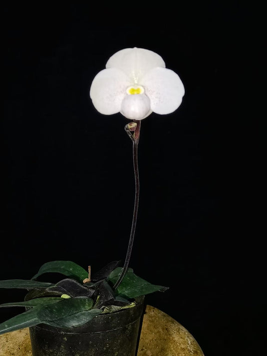Paphiopedilum thaianum