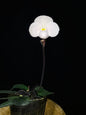 Paphiopedilum thaianum