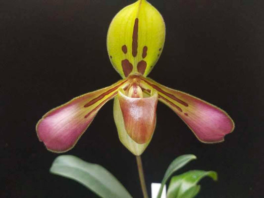 Paphiopedilum tigrinum