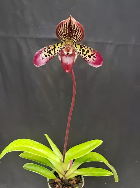 Paphiopedilum tigrinum x Maudea