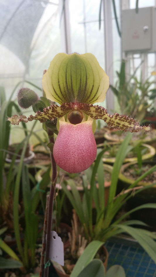 Paphiopedilum victoria-regina