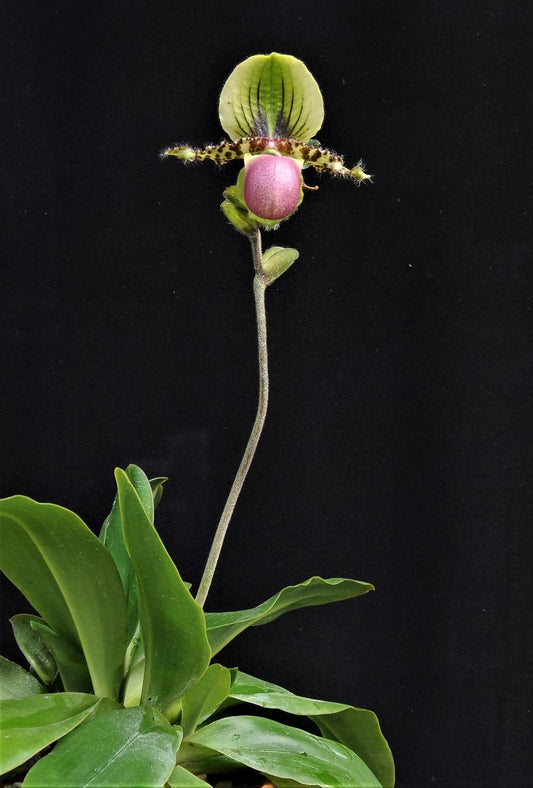 Paphiopedilum victoria-regina x rungsuriyanum