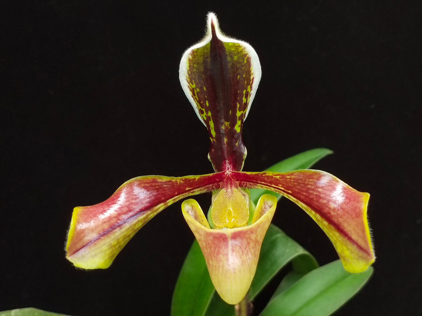 Paphiopedilum villosum v boxallii