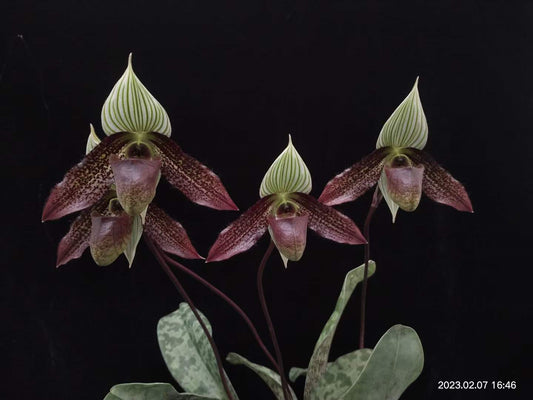Paphiopedilum wardii