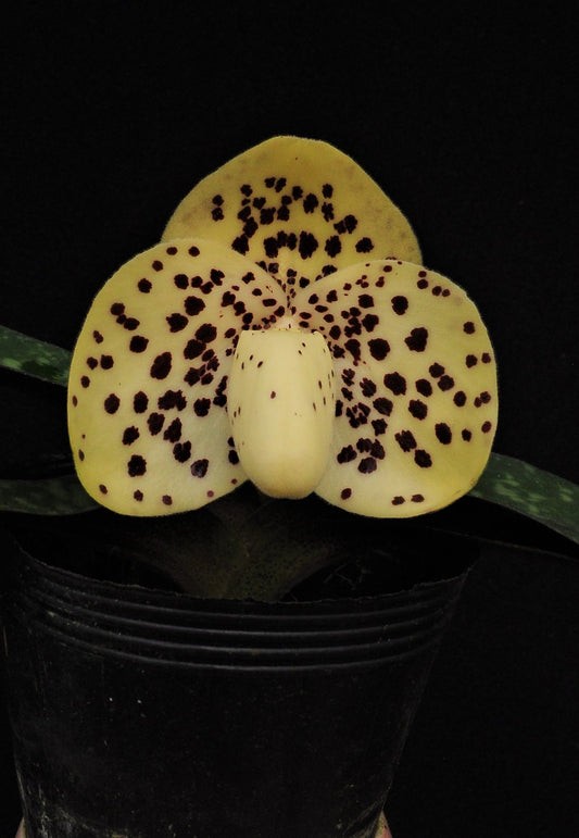 Paphiopedilum wenshanense x rungsuriyanum