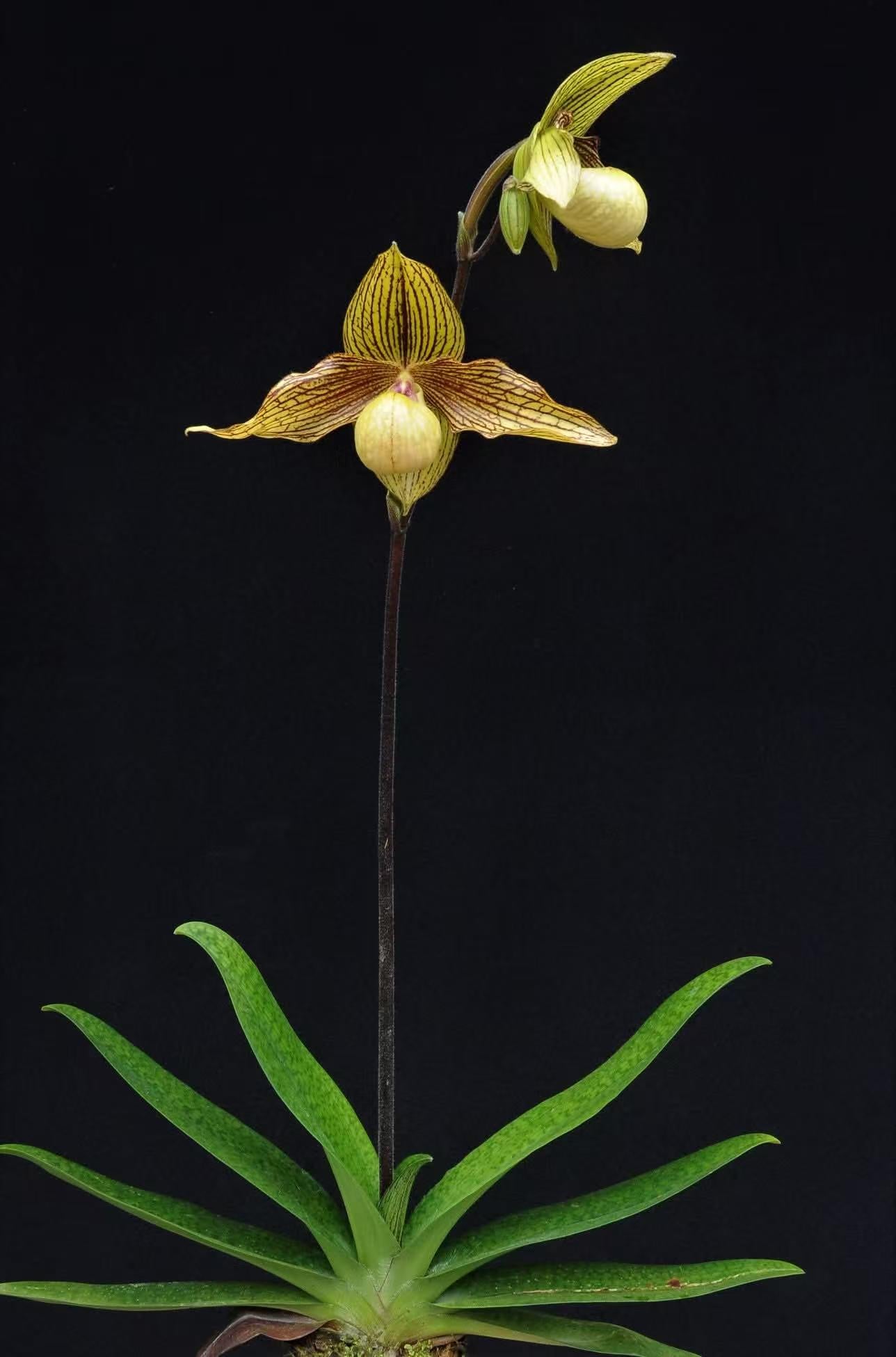 Paphiopedilum Harold Koopowitz