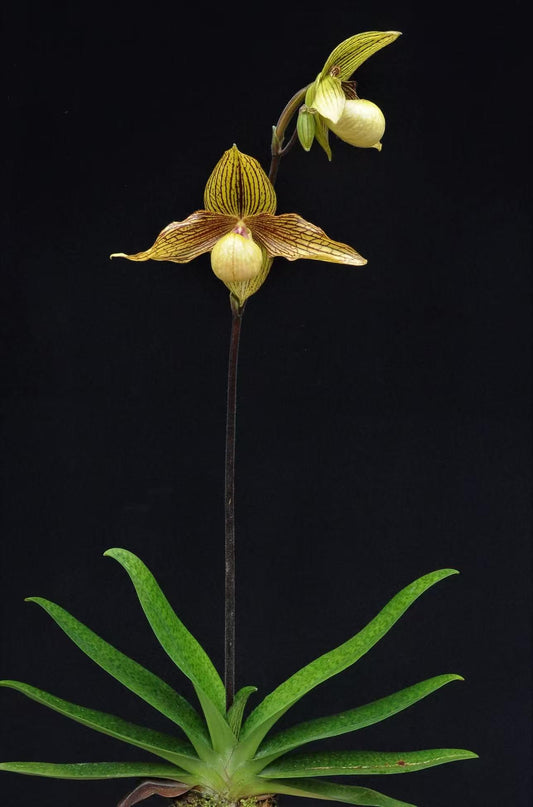 Paphiopedilum Harold Koopowitz