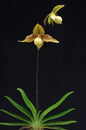 Paphiopedilum Harold Koopowitz