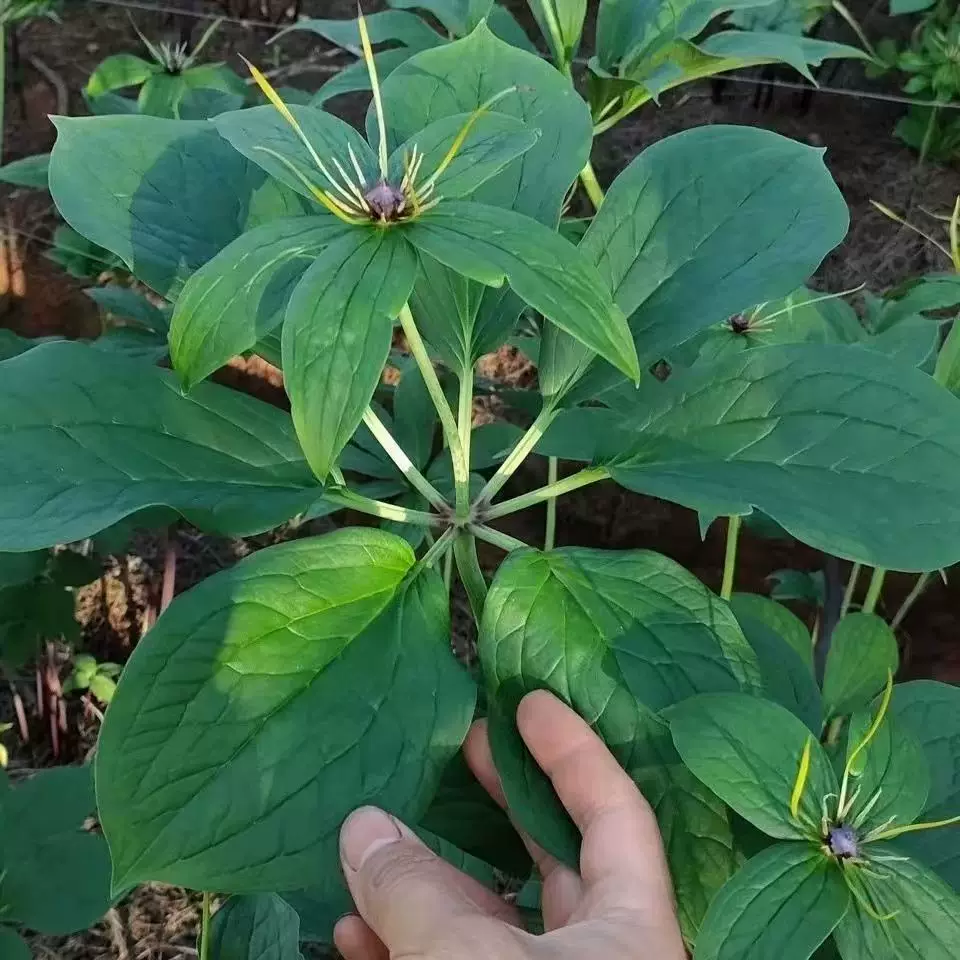 Paris polyphylla