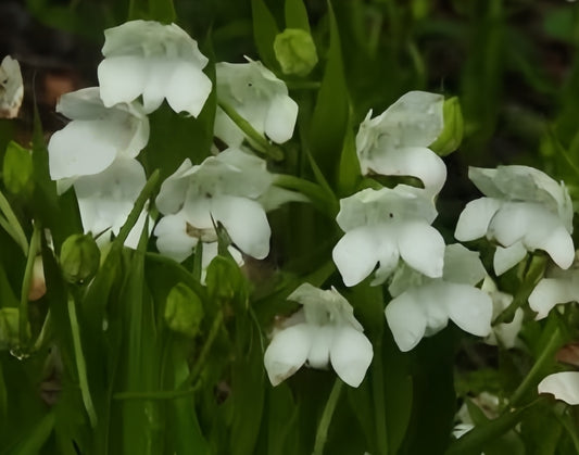 Pecteilis cambodiana