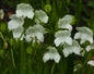 Pecteilis cambodiana