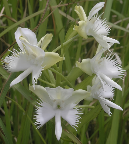 Pecteilis susannae