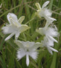 Pecteilis susannae