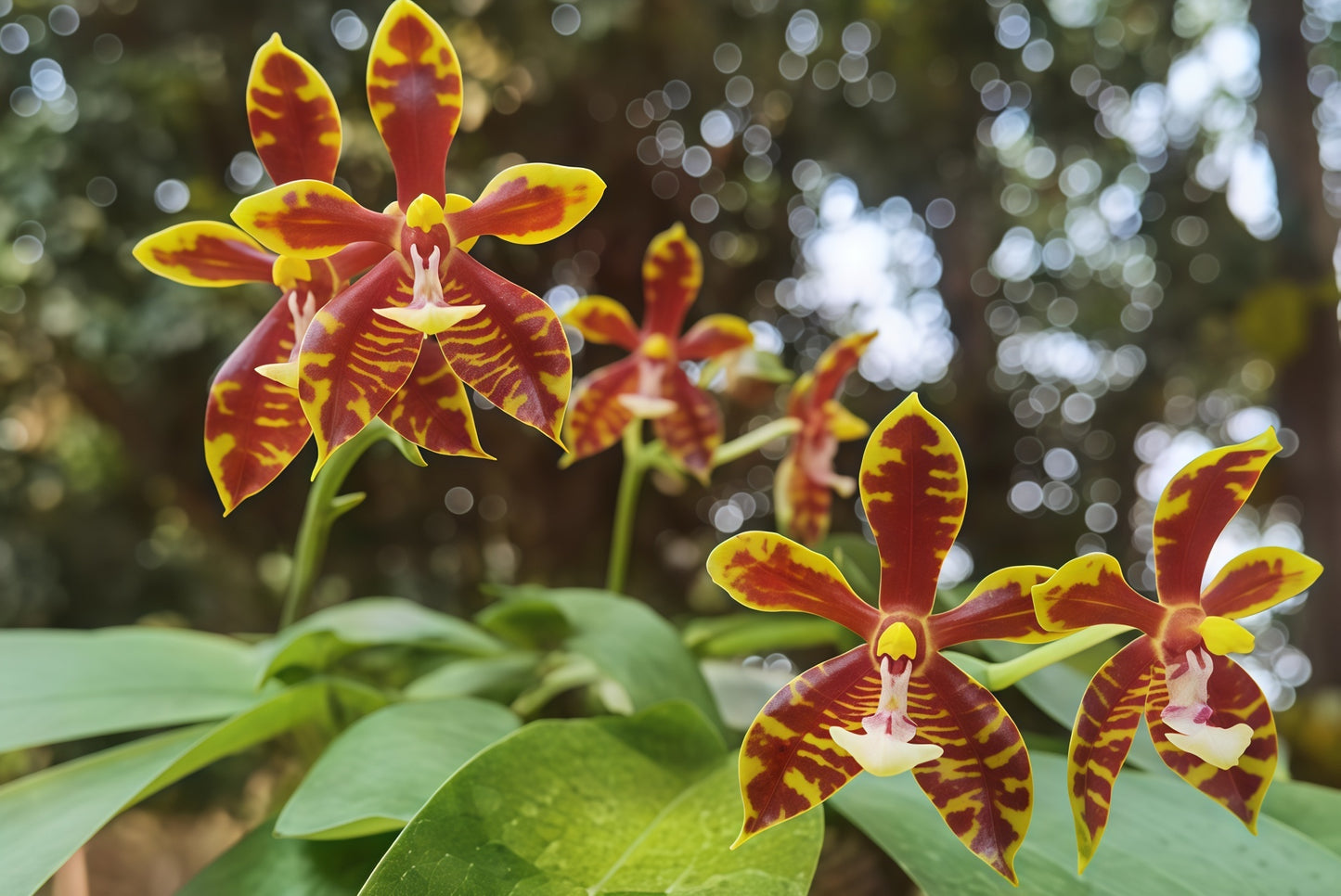 Phalaenopsis mannii