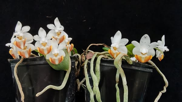 Phalaenopsis lobbii