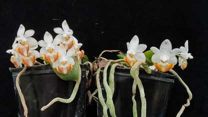 Phalaenopsis lobbii