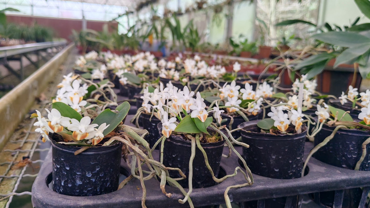 Phalaenopsis lobbii