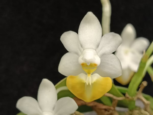Phalaenopsis lobbii
