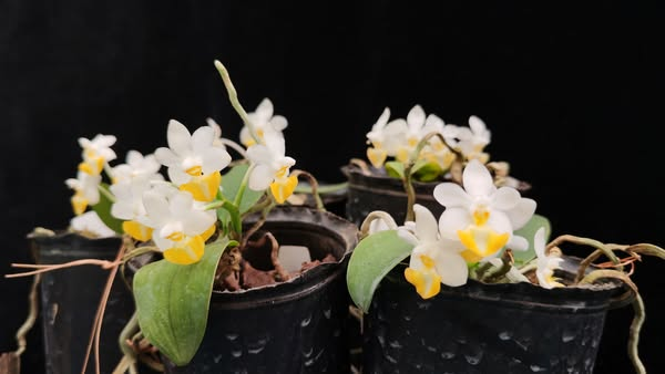 Phalaenopsis lobbii
