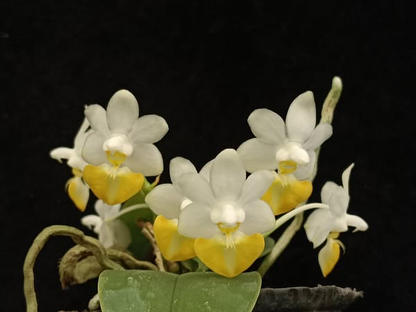 Phalaenopsis lobbii