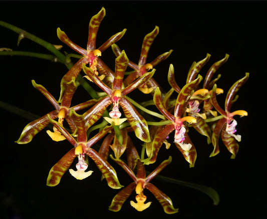 Phalaenopsis mannii