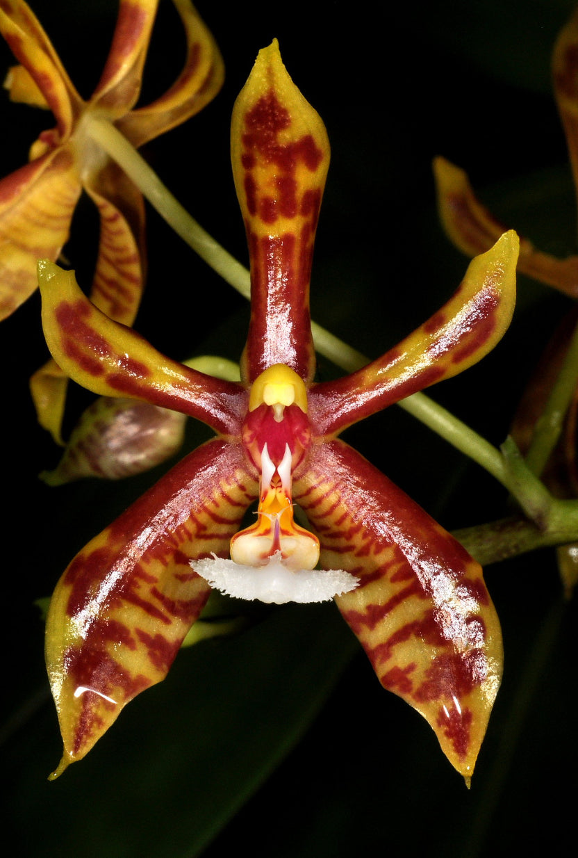 Phalaenopsis mannii