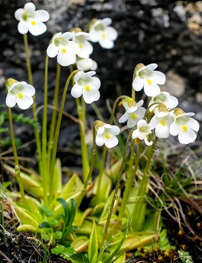 Pinguicula alpina