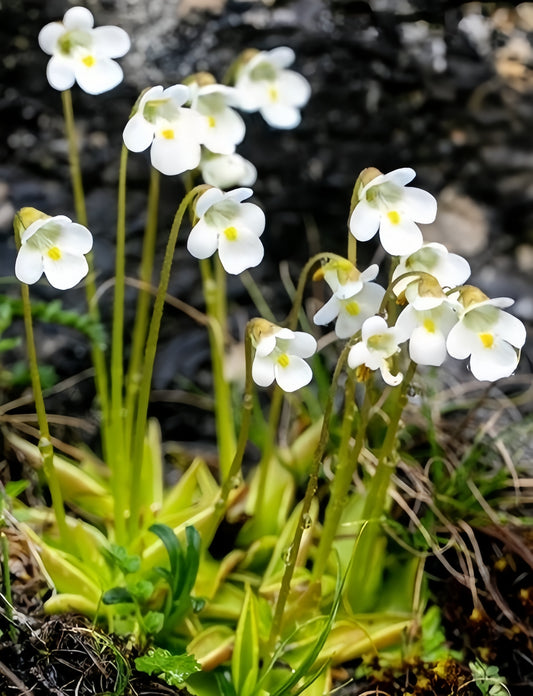 Pinguicula alpina