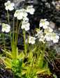 Pinguicula alpina