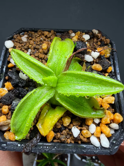 Pinguicula alpina