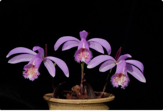 Pleione Big Potato（Tongariro×albiflora）