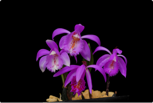 Pleione Cuihua（Tongariro×aurita）